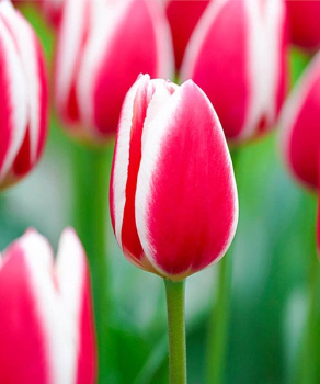 Тюльпан Кэнди Эппл Делайт(Candy Apple Delight), 2 шт