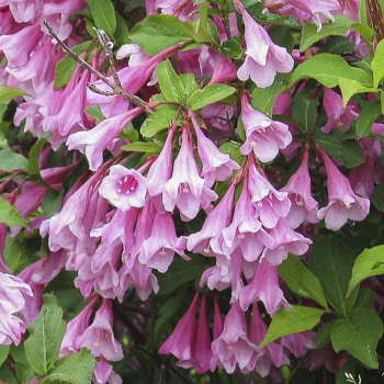 Вейгела Bouquet Rose