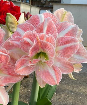 Гіппеаструм Блоссом Німф (Blossom Nymph)