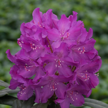 Рододендрон Boleslaw Chrobry, 3 года