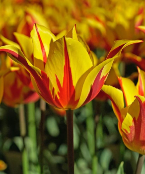 Тюльпан Фейерверк (Firework), 2 шт