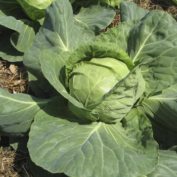 Капуста Июньский великан Satimex, 500 г