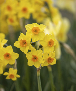 Нарцис Фальконе (Falconet)