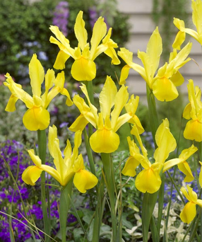 Ирис Голландика Голден Харвест (Hollandica Golden Harvest), 5 шт