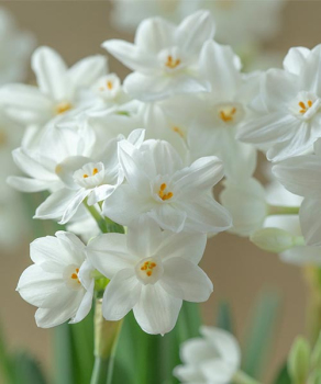 Нарцис Тацетта Інбал (Tazetta Inbal)