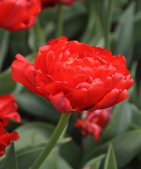 Тюльпан Miranda, 2 шт