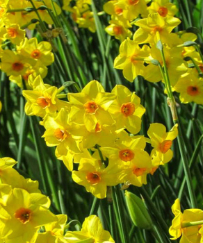 Нарцис Голден Даун (Golden Dawn)