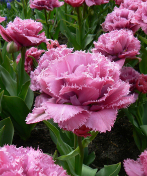 Тюльпан Matchpoint, 2 шт