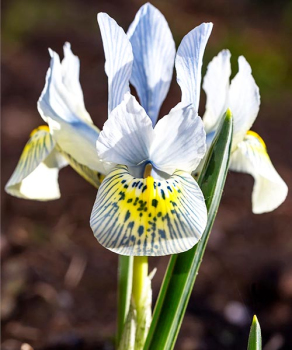 Ирис Катарина Ходжкин (Katharine Hodgkin), 5 шт