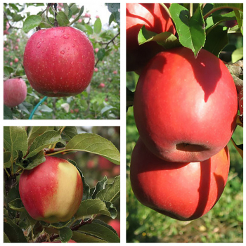Яблоня дерево сад (Амброзия, Фуджи, Пинк Леди)