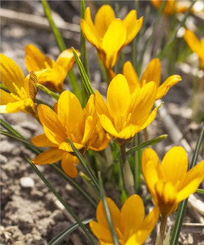 Крокус Олів'єрі Балансе (Olivieri Balansae), 5 шт