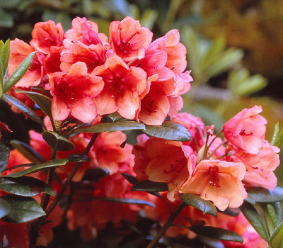 Рододендрон гибридный Амаретто