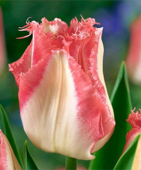 Тюльпан Линжери (Lingerie), 2 шт