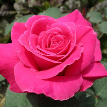 Троянда чайно-гібридна Пінк Піс (Pink Peace)