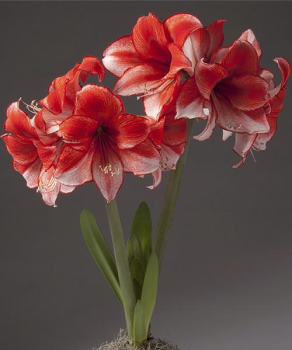 Гіппеаструм Харизма (Charisma)