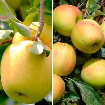 Яблуня дерево сад (Голден Резистент + Скіфське золото)
