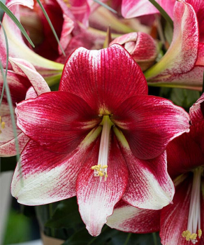 Гіппеаструм Амерікан Дрім (American Dream)