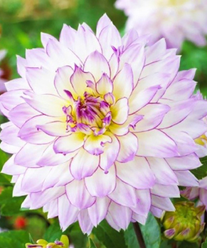 Жоржина Crasy Love