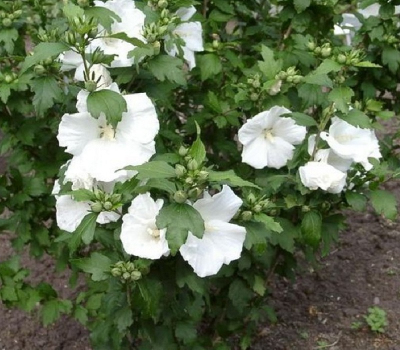 Гибискус сирийский Вильям Смит