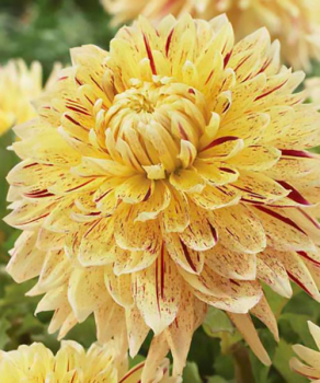 Жоржина Cambridge