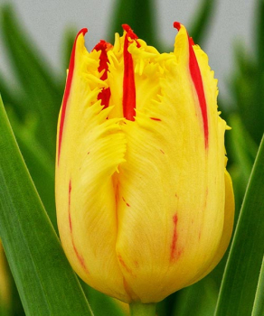 Тюльпан Фантом (Phantom), 2 шт