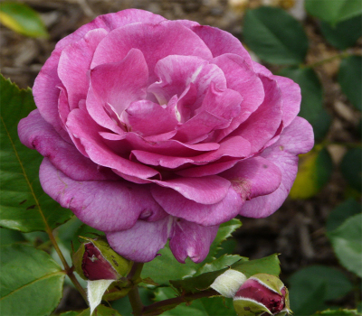 Роза плетистая Виолет Парфум (Violette Parfume)