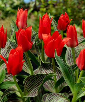 Тюльпан Ali Baba, 2 шт