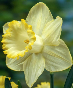 Нарцис Лемон Шаке (Lemon Shake)