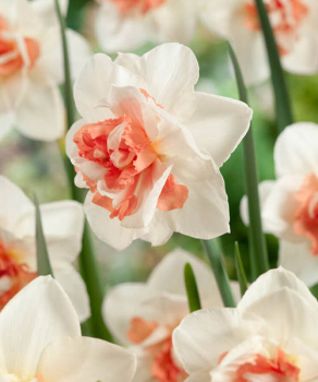 Нарцис Май Сторі (My Story)