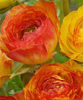 Лютики Авив Пикоте Оранж (Aviv Picotee Orange), 5 шт