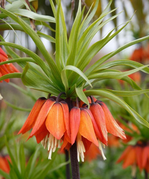 Фрітіларія Кроун Вільям Рекс (Сrown William Rex)