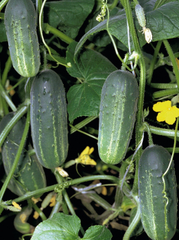 Огурец Акорд F1, 250 шт, Bejo Zaden