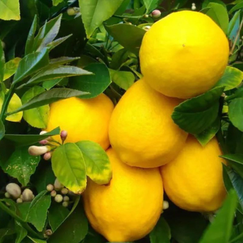Лимон Солодкий пунш