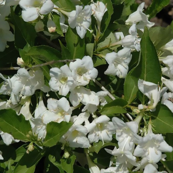 Вейгела Кандида (Candida)