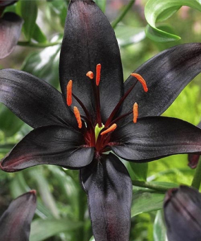 Лилия Найтрайдер (Nightrider)