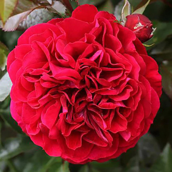 Роза кордес Бордо (Bordeaux)