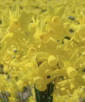 Нарцис Єллоу Сейлбоут (Yellow Sailboat)