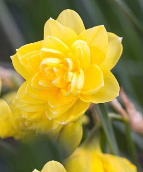 Нарцис Пенкребар (Pencrebar)