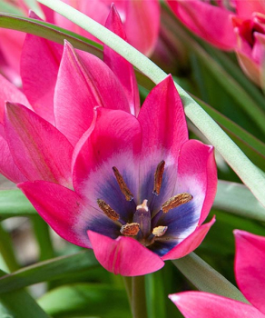 Тюльпан Литл Бьюты(Little Beauty), 5 шт