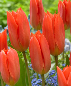 Тюльпан Оранж Бриллиант (Orange Brilliant), 2 шт