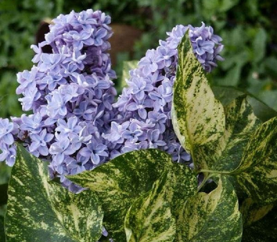 Сирень Аукубафолиа