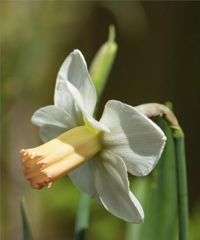 Нарцис Скайп (Skype)