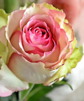 Троянда чайно-гібридна Дансінг Квін (Dancing Queen)