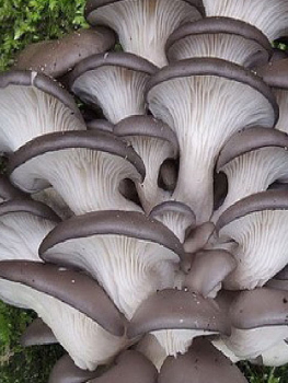 Міцелій на брусках Глива звичайна, 10 шт