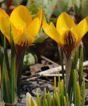 Крокус Фускотінктус (Fuscotinctus), 5 шт