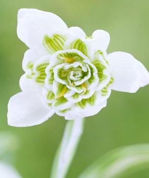 Подснежник Флоре Плено (Flore Pleno), 3 шт