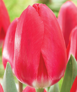 Тюльпан Черри Делайт (Cherry Delight), 2 шт