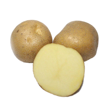 Картофель семенной Скарбниця 1 кг
