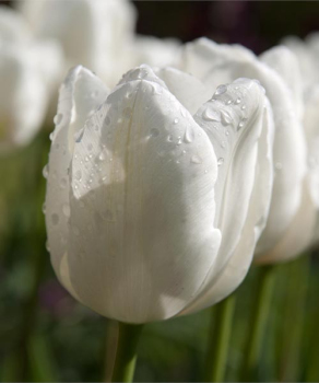 Тюльпан Уайт Династи (White Dynasty), 2 шт