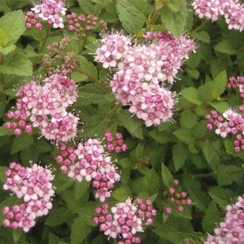 Спирея японская Литл Принцес (Р9)